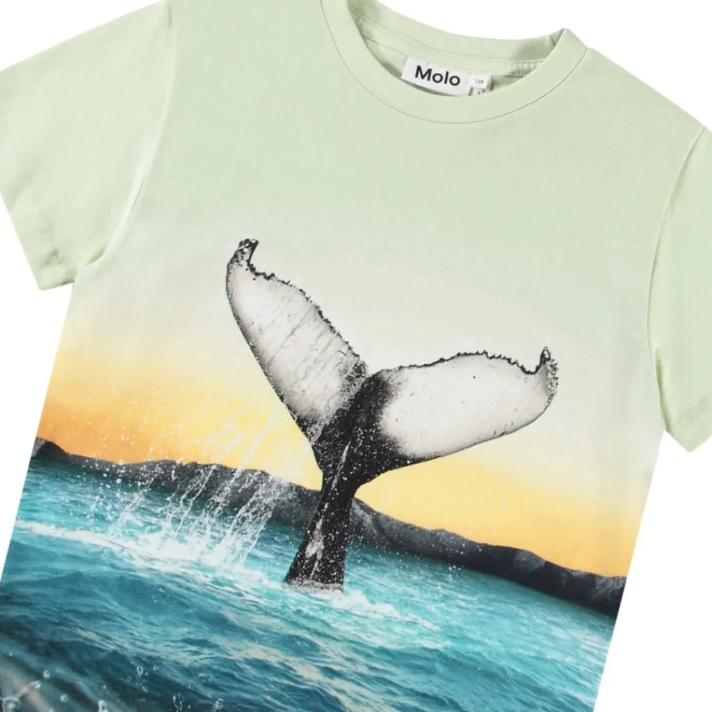 Rame Short Sleeve T-Shirt Whale Tail>Molo